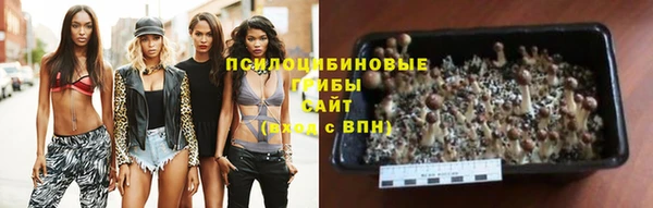 прущие грибы Верея