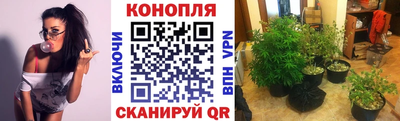 Бошки марихуана сатива  где можно купить   Льгов 